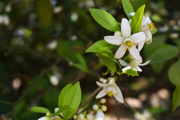 White little flower on orange tree, Blossoming orange tree flowers, closeup of Orange tree branches with white flowers, buds and leaves, Chakwal, Punjab, Pakistan