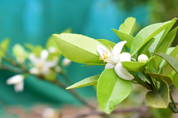 White little flower on orange tree, Blossoming orange tree flowers, closeup of Orange tree branches...