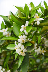 White little flower on orange tree, Blossoming orange tree flowers, closeup of Orange tree branches with white flowers, buds and leaves, Chakwal, Punjab, Pakistan