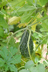 Bitter gourd or Green Bitter gourd hanging from a tree on a vegetable farm, ripe bitter gourd hanging from its vine within a greenhouse environment, Vegetable farm. Agriculture. Bitter gourd plant