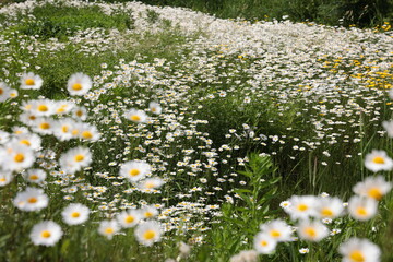 低地に群がるフランスギクの花