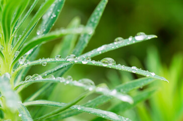 Naklejka premium 雨の水滴がついた木の葉 梅雨イメージ