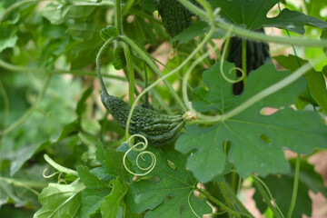 Bitter gourd or Green Bitter gourd hanging from a tree on a vegetable farm, ripe bitter gourd...