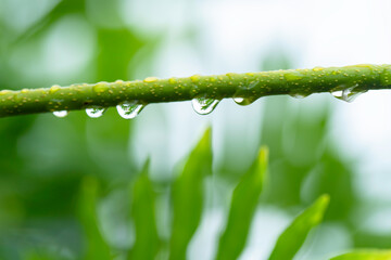 雨の水滴がついた木の葉　梅雨イメージ