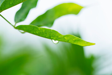 雨の水滴がついた木の葉　梅雨イメージ
