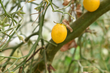 yellow cherry tomatoes on plant, Beautiful yellow ripe tomatoes grown in a greenhouse. Close up yellow cherry tomato growing in field plant agriculture farm, tomatoe, Chakwal, Punjab, Pakistan