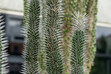 Alluaudia montagnacii exposed to the sun is working hard to grow vigorously and healthily. Alluaudia montagnacii is a deciduous semi-succulent shrub with a plant height of up to 12m. Native to Madagas