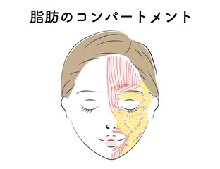 顔の脂肪のコンパートメント