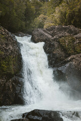 Alerce Andino Puerto Montt Chile