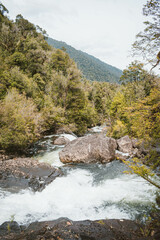 Alerce Andino Puerto Montt Chile