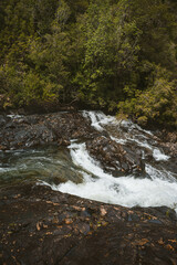 Alerce Andino Puerto Montt Chile