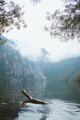 Alerce Andiono Park South of Chile