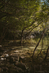 Alerce Andiono Park South of Chile