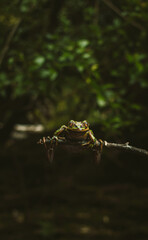 Alerce Andiono Park South of Chile