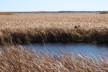 autumn landscape prairie marshes under clear blue skies