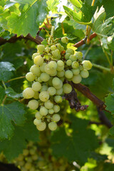 Close up of grapes hanging on Vine, Hanging grapes. Grape farming. Grapes farm. Tasty green grape bunches hanging on branch. Grapes With Selective Focus on the subject, Chakwal, Punjab, Pakistan