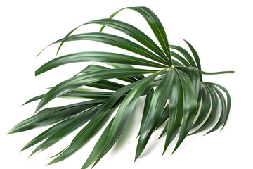 Fototapeta premium Kentia Palm Leaf, isolated on white background