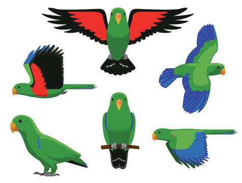 Eclectus Parrot Green Bird Flying Various Poses Cartoon Vector Character