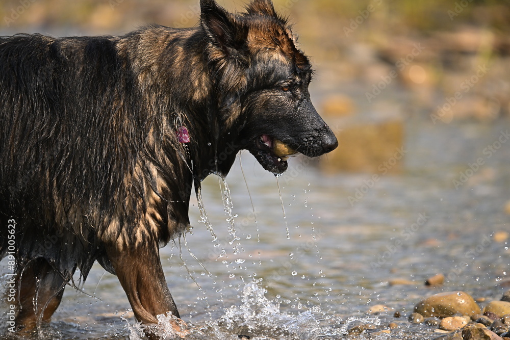 Wall mural german shepherd dog