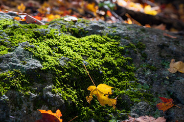 Moss covered rock with a yellow leaf in the autumn forest. Selective focus.