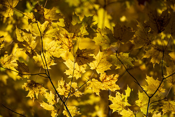Yellow, orange and red autumn leaves on a tree branch in the autumn forest. Natural background, shallow depth of field.