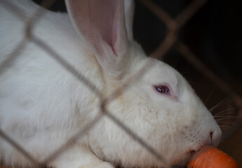 a white rabbit in a cage