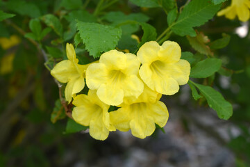 Yellow trumpetbush (Tecoma stans) Called Yellow bell or Yellow Elder Flower, trumpet flower, Beautiful bunch of yellow flowers closeup with green leaves Background, tecoma stans