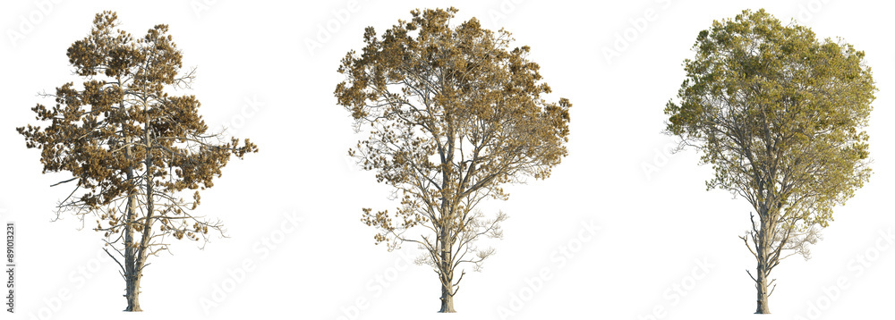 Sticker pseudolarix amabilis tree 4k png cutout