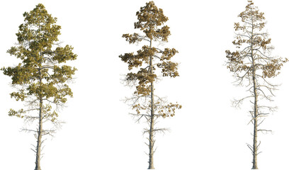 Pseudolarix amabilis tree 4k png cutout