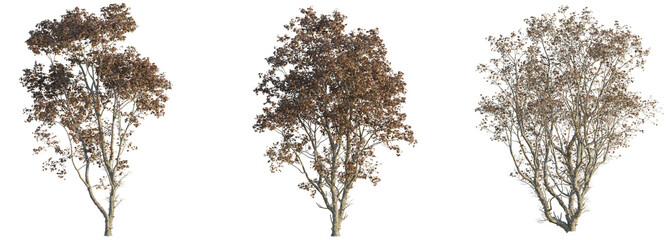 Acer ukurunduense tree 4k png cutout
