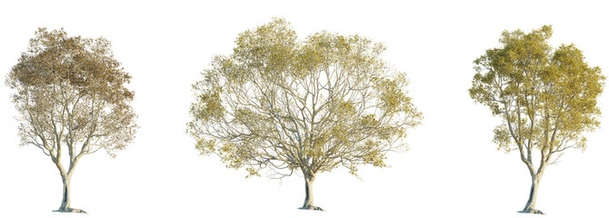 Zelkova serrata tree 4k png cutout