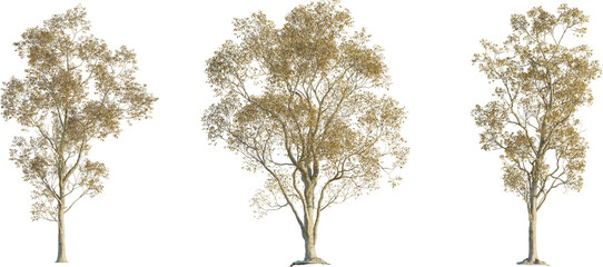 Celtis sinensis tree 4k png cutout