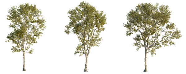 Morus alba tree 4k png cutout