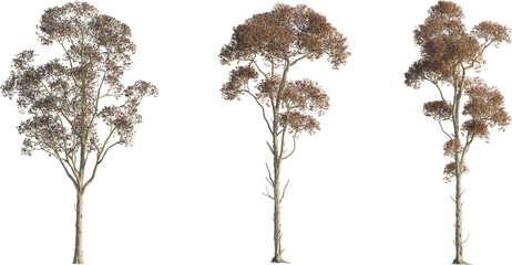 Fototapeta premium riadica sebifera tree 4k png cutout