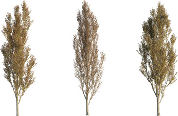 Populus tree 4k png cutout