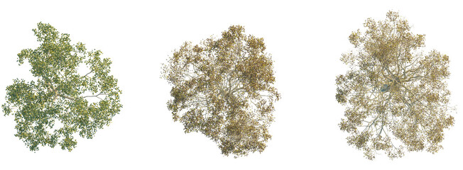 Zelkova serrata tree plan top view 4k png cutout