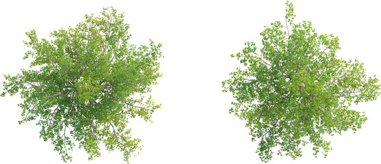 Obraz premium Terminalia Catappa tree plan top view 4k png cutout