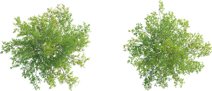 Terminalia Catappa tree plan top view 4k png cutout