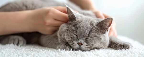 A British Shorthair cat being groomed, handdrawn, detailed and charming, isolated on white background