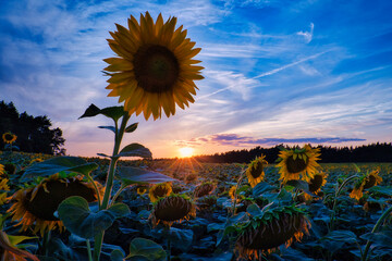 Sonnenblumen - Sonnenblume - Sonnenblumenfeld - Sunflower - Field - Ecology - Environment -...