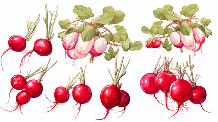 Botanical Radishes Illustration in the style of dictionary entry ~ Created using Generative AI