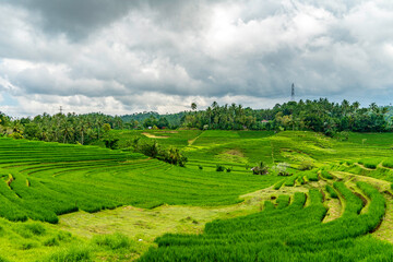 Beautiful green and yellow rice terraces in Pupuan Bali Indonesia