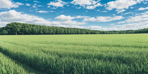 Obraz premium green grass field with blue skies and rolling clouds