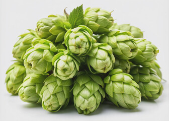Obraz premium Freshly harvested green hop cones, a natural ingredient for beer production, are beautifully arranged in a cluster, isolated on a pure white background with a vintage tone.