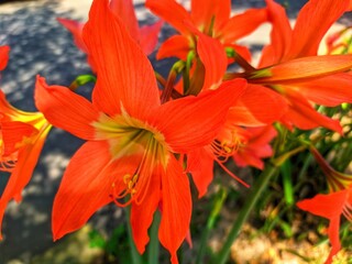 orange lily in the garden