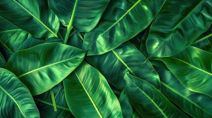 Tropical Green Leaves Background