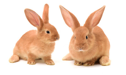 orange rabbit on white background 