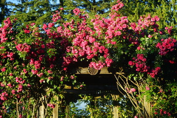 archway with roses