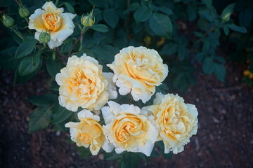 yellow roses