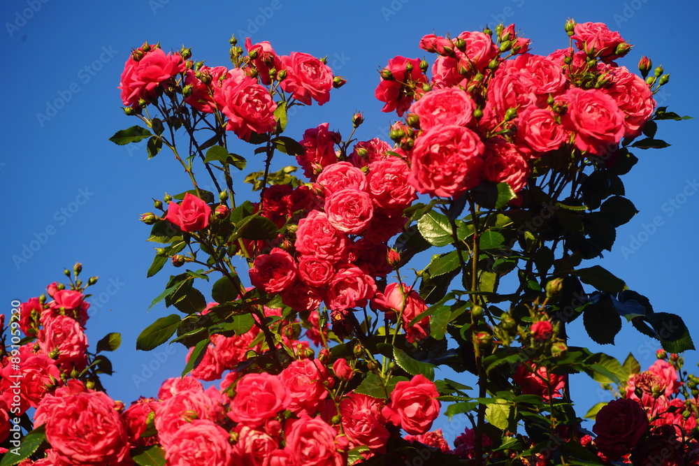 Poster red roses against sky